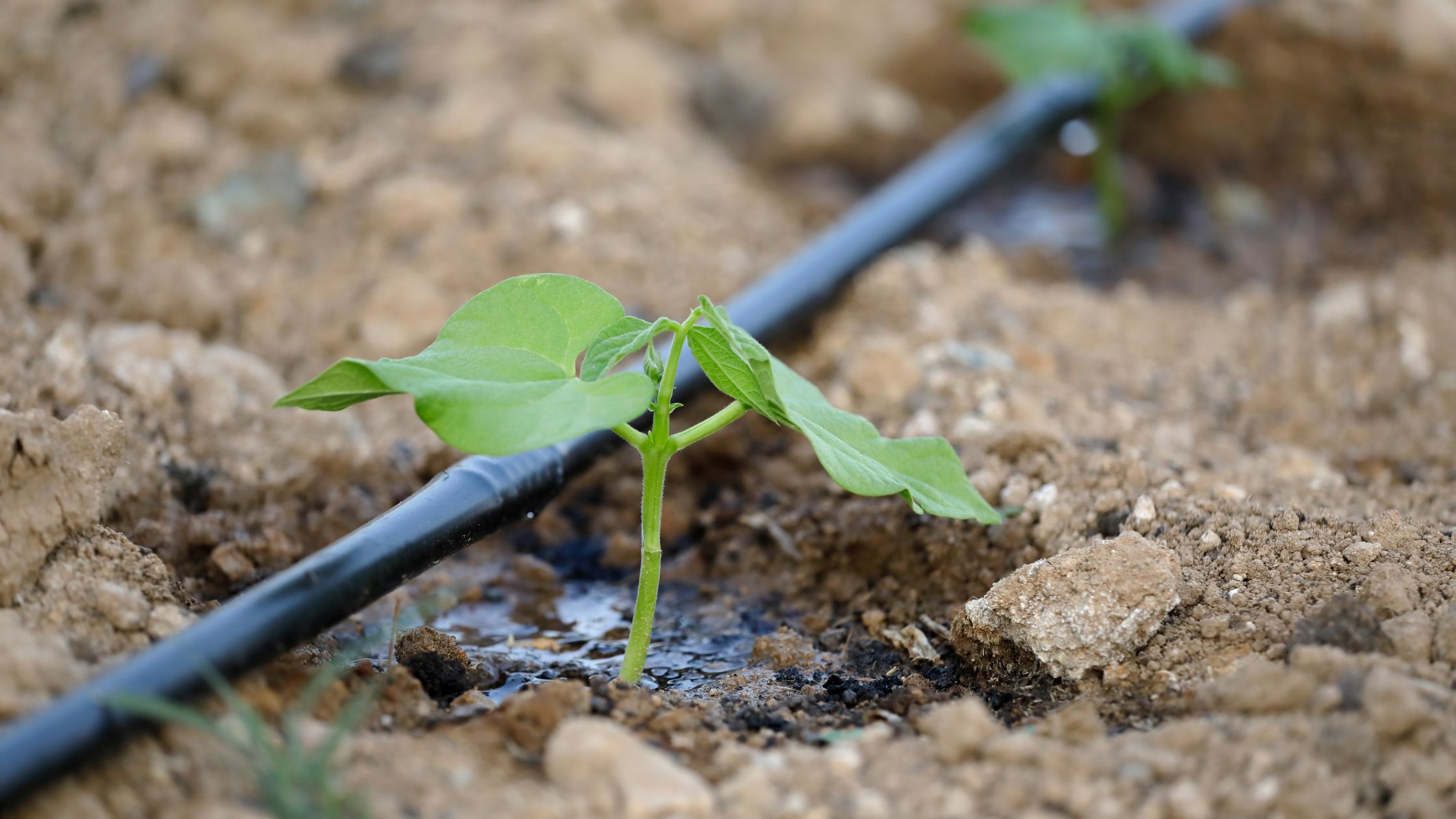 cuidar plantas en el jardín
